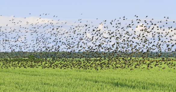 Bird Alert